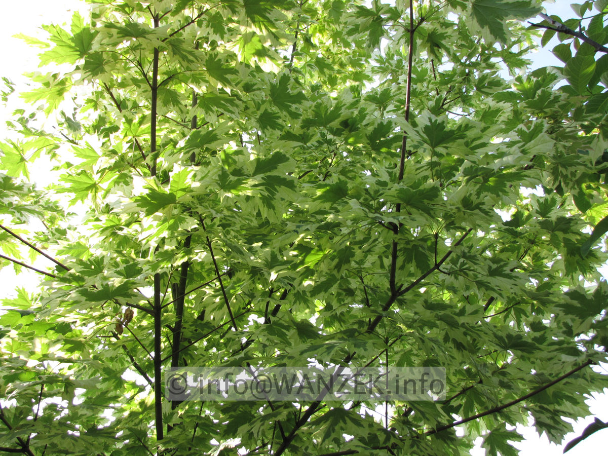 Acer platanoides Drummondii - Juni.JPG